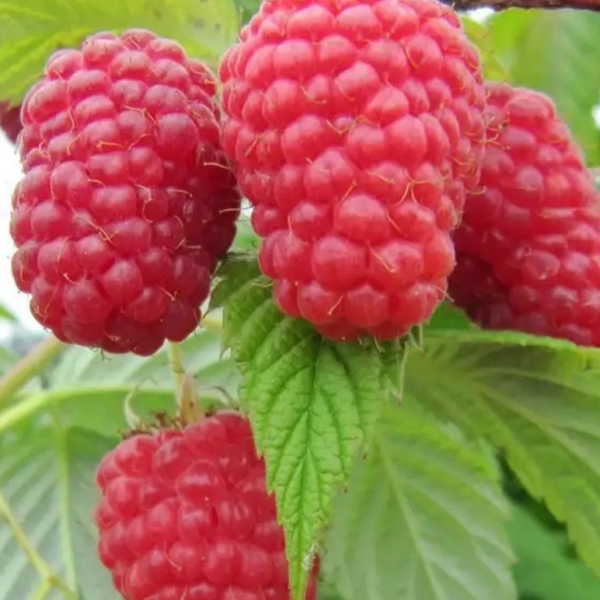 Рисунок 131.jpg