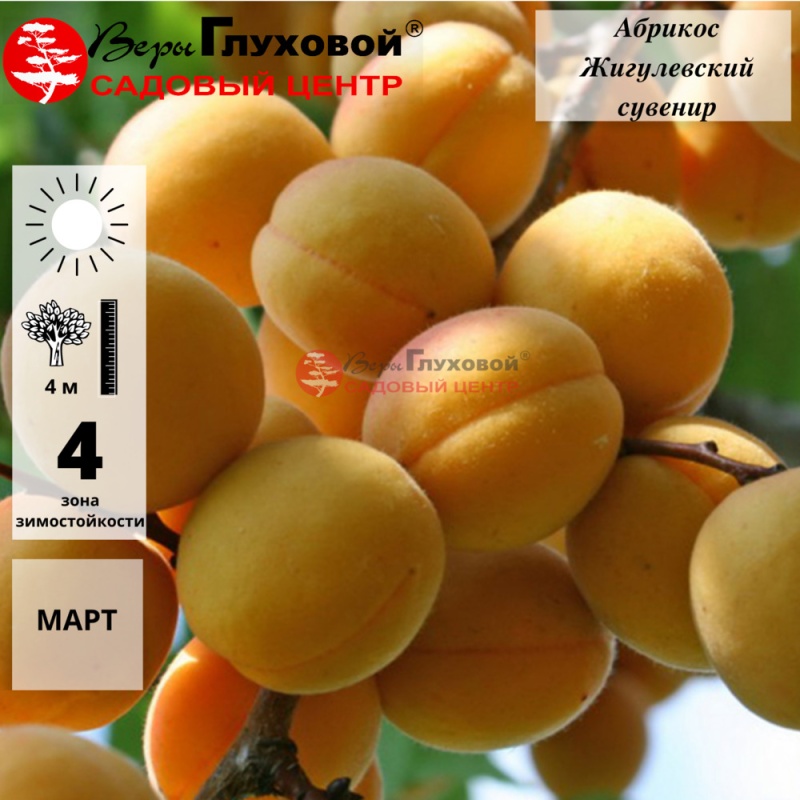 АБРИКОС “Жигулёвский сувенир”