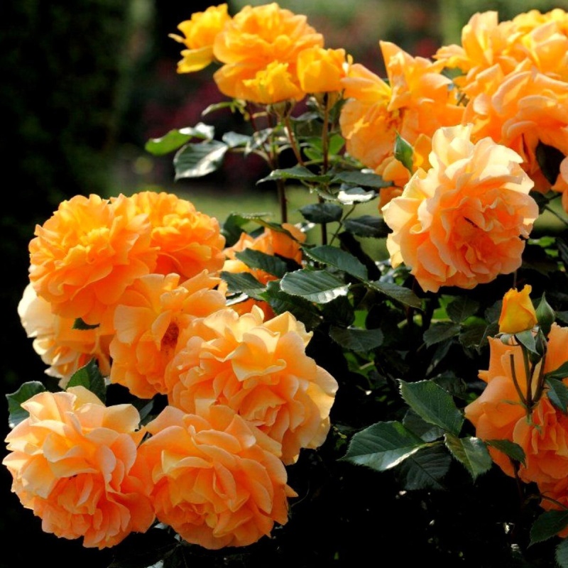 Основное изображение товара