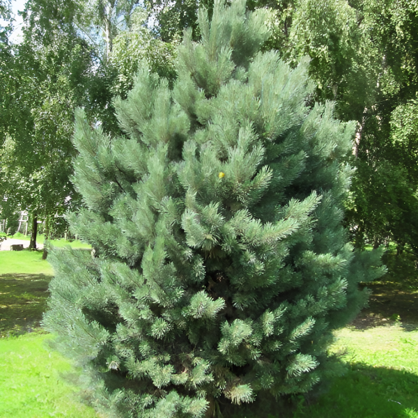 Сосна обыкновенная "Ватерери" - Pinus sylvestris Watereri 140-160