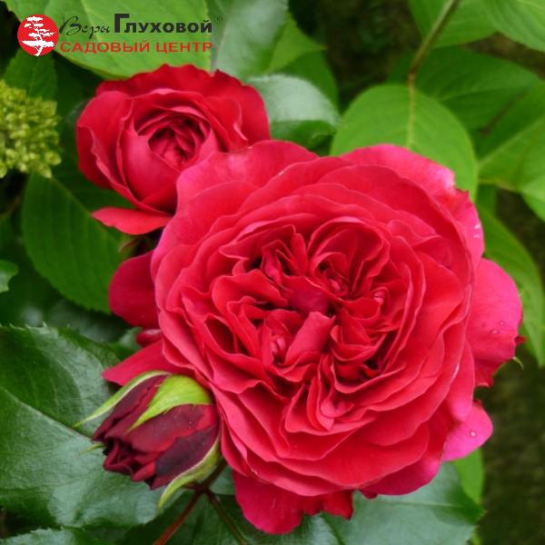 Роза флорибунда Red Leonardo da Vinci