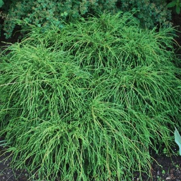 Основное изображение товара