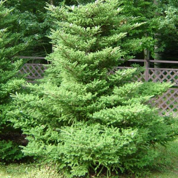 Пихта корейская "Инга" (Abies koreana "Inga")