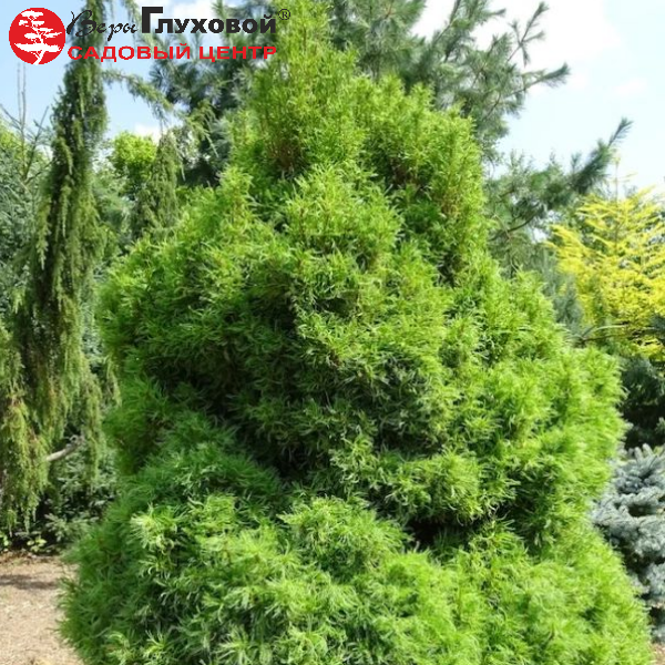 Основное изображение товара