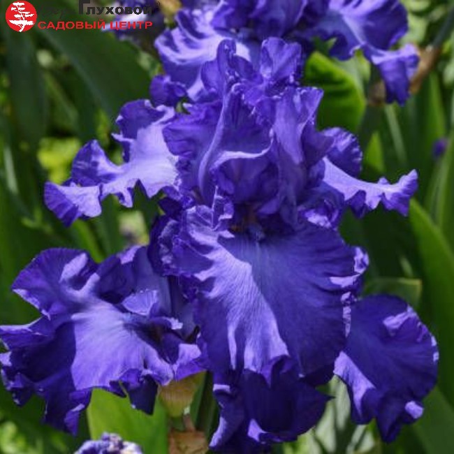 Основное изображение товара