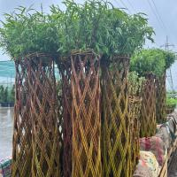 Ива плетеное дерево 