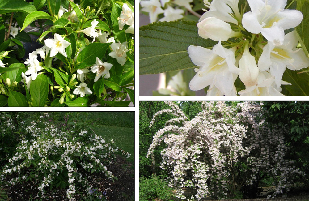 Вейгела гибридная 'Кандида' ('Candida') Вейгела гибридная 'Кандида' ('Candida')