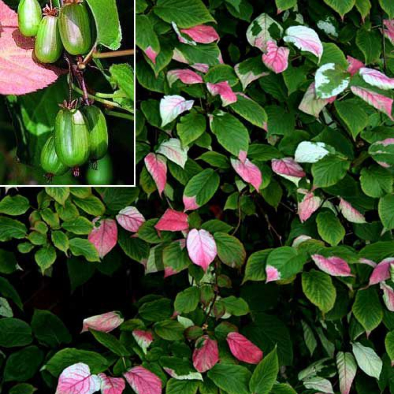 Основное изображение товара