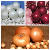 В продаже появился Лук Севок