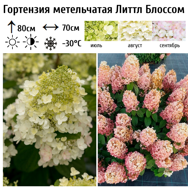 Основное изображение товара