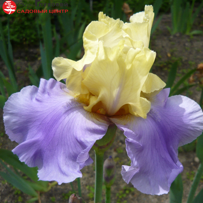 Основное изображение товара