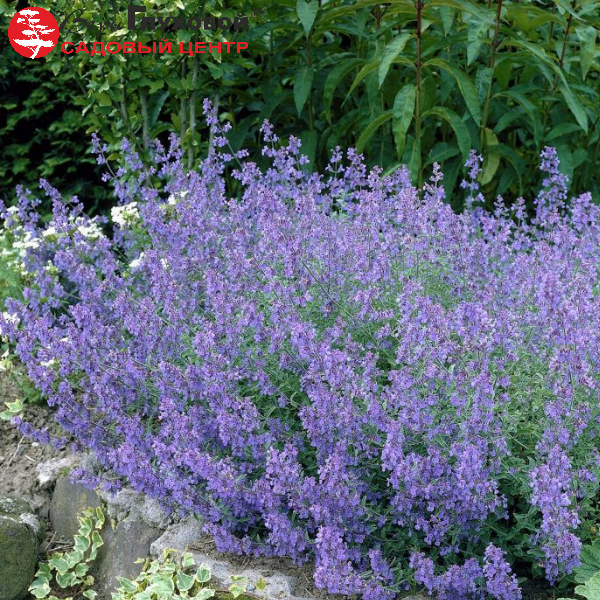 Основное изображение товара