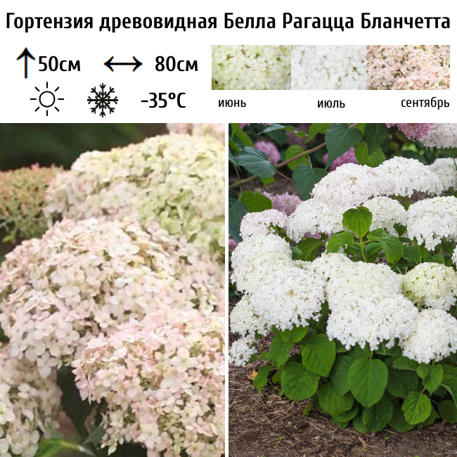 Основное изображение товара