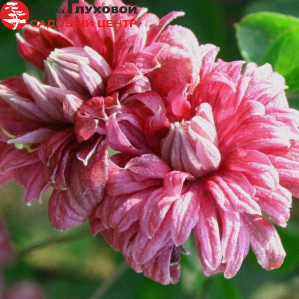 Основное изображение товара