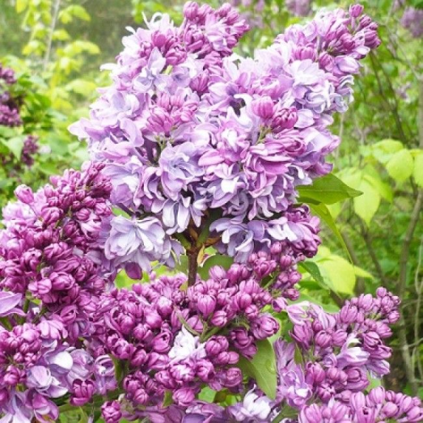 Основное изображение товара