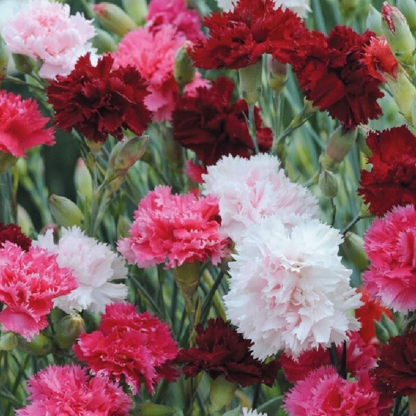 Основное изображение товара