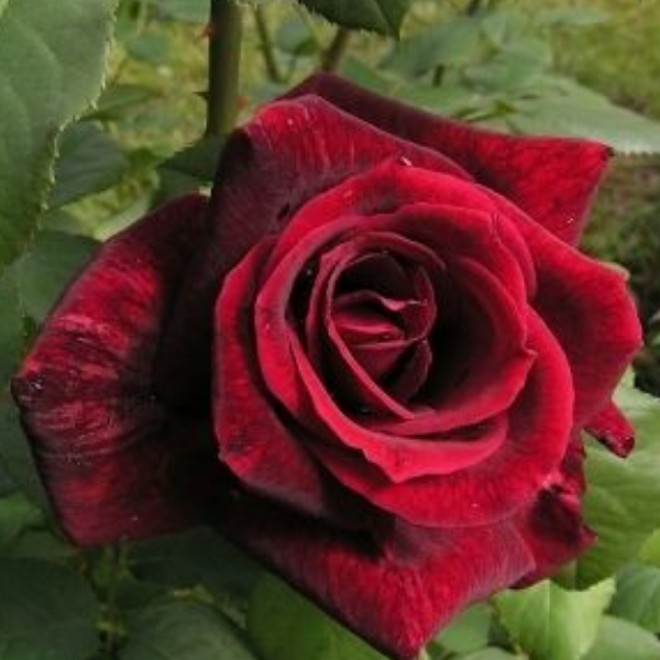 Основное изображение товара