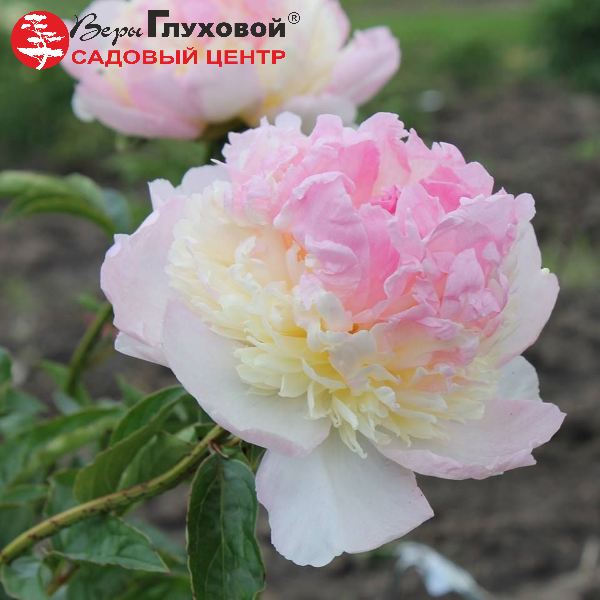 Основное изображение товара