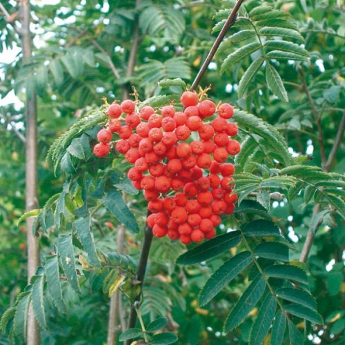 Рябина обыкновенная Веттра