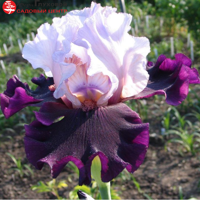 Основное изображение товара