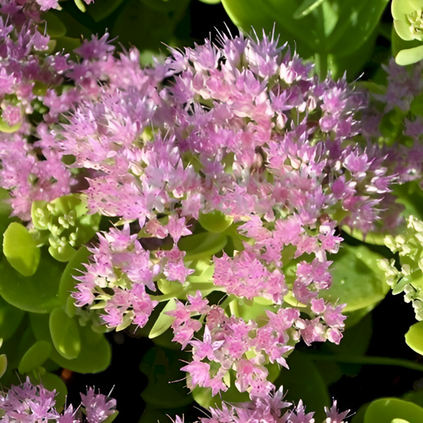 Основное изображение товара