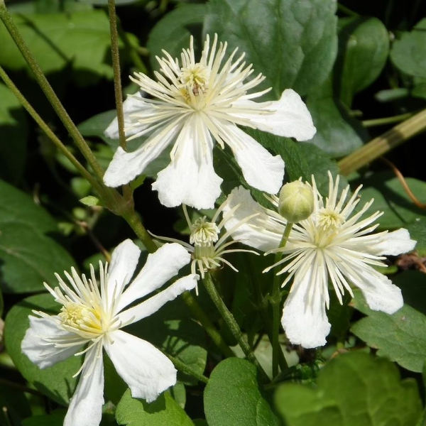 Основное изображение товара