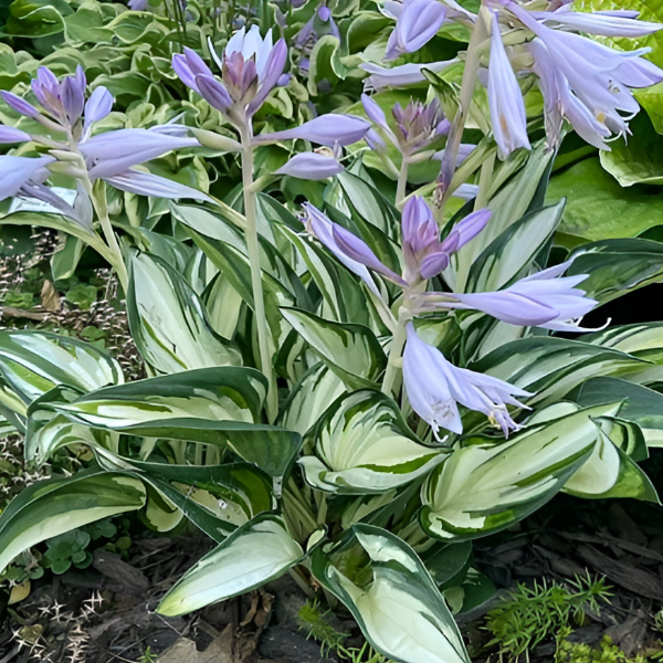 Основное изображение товара