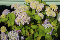 Цветение гортензии Endless Summer