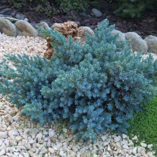 Основное изображение товара