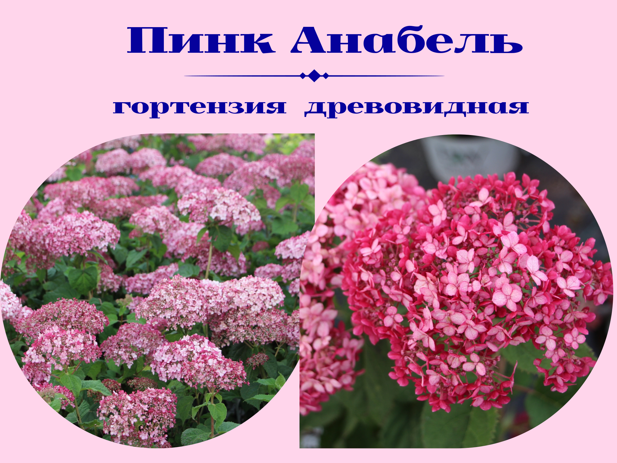 Гортензия древовидная Пинк Анабель Гортензия древовидная Пинк Анабель