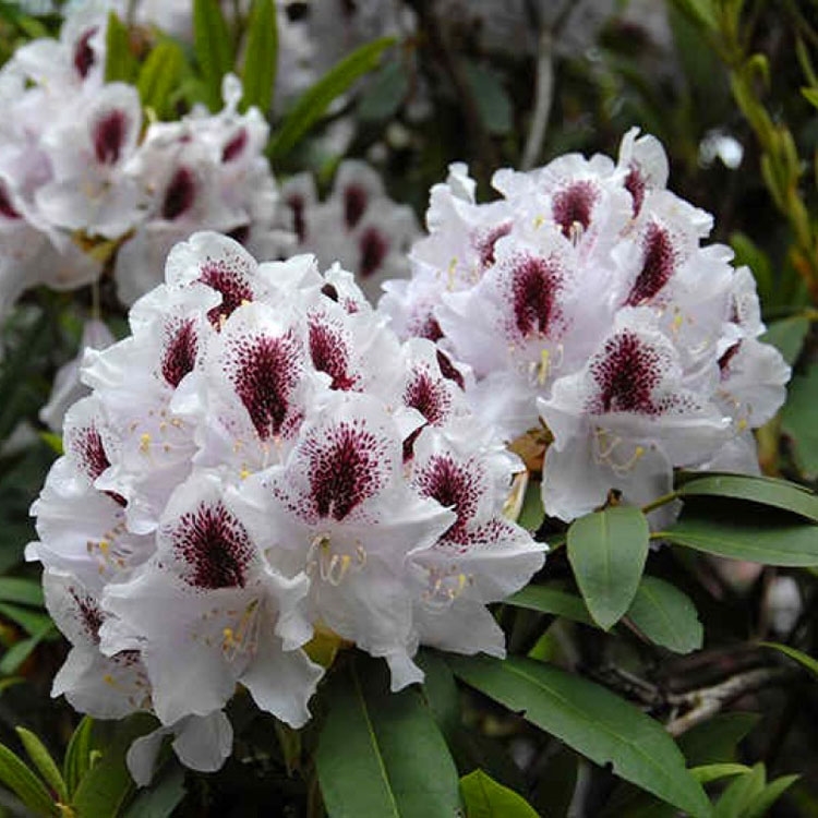 Основное изображение товара