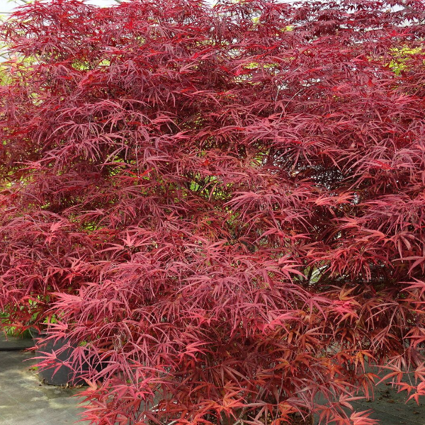 Основное изображение товара