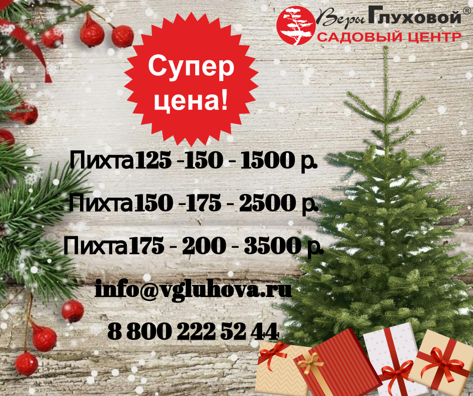 Акция на пихты Нордмана Акция на пихты Нордмана