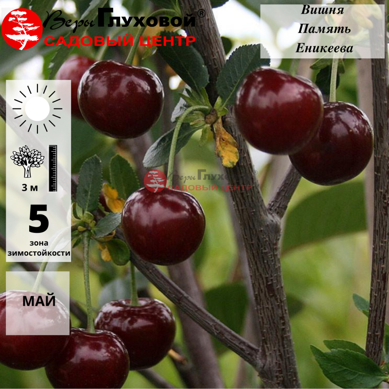 Вишня Памяти Еникеева (среднеранний сорт)