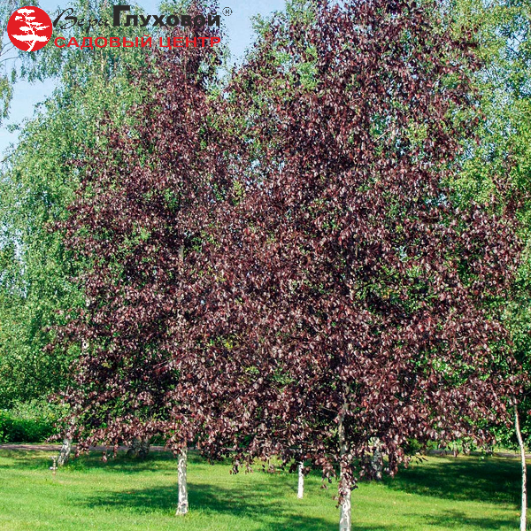 Основное изображение товара