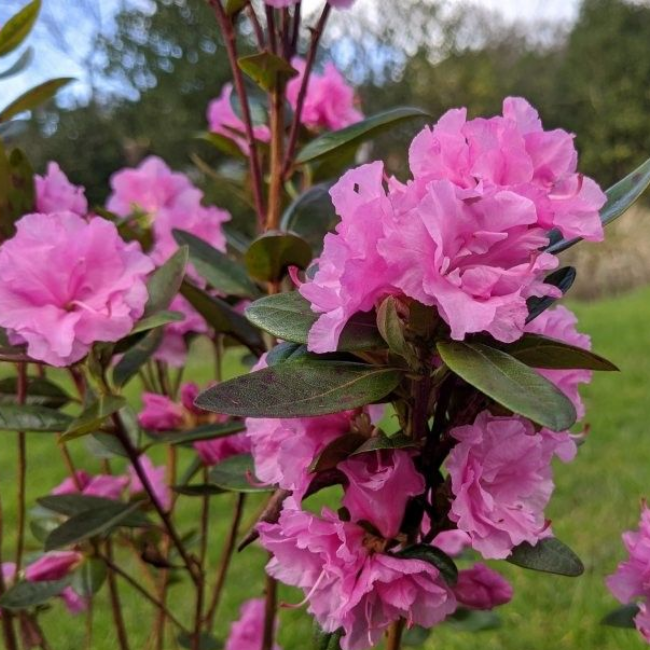 Основное изображение товара