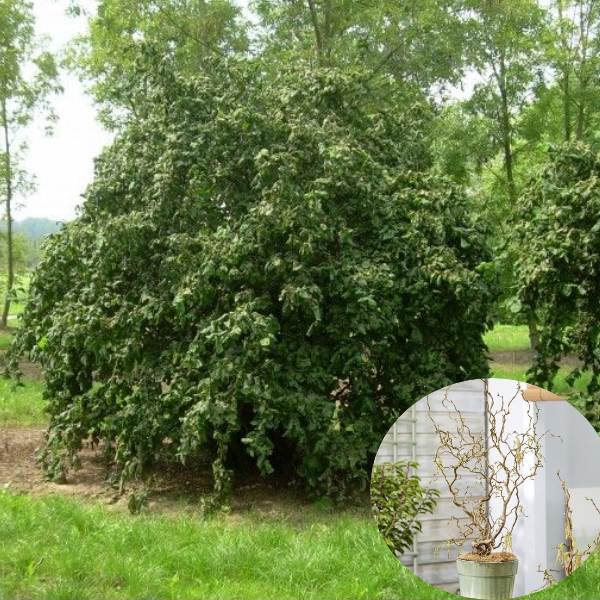 Основное изображение товара