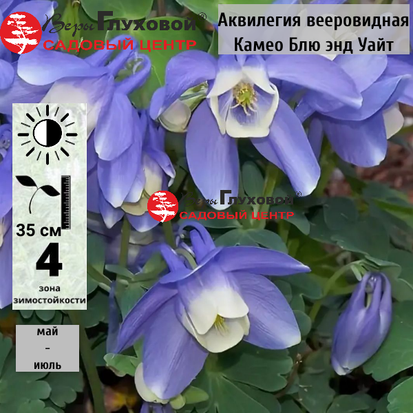 Основное изображение товара