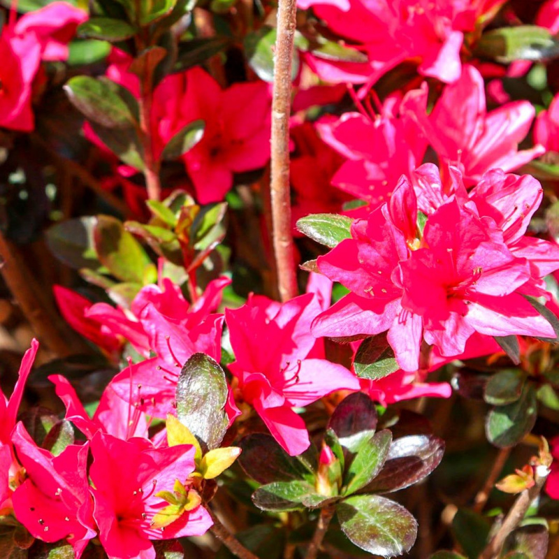 Основное изображение товара