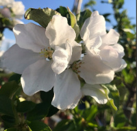 Экскурсия по садовому центру