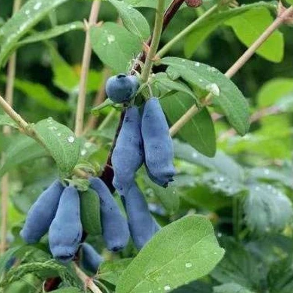 Основное изображение товара