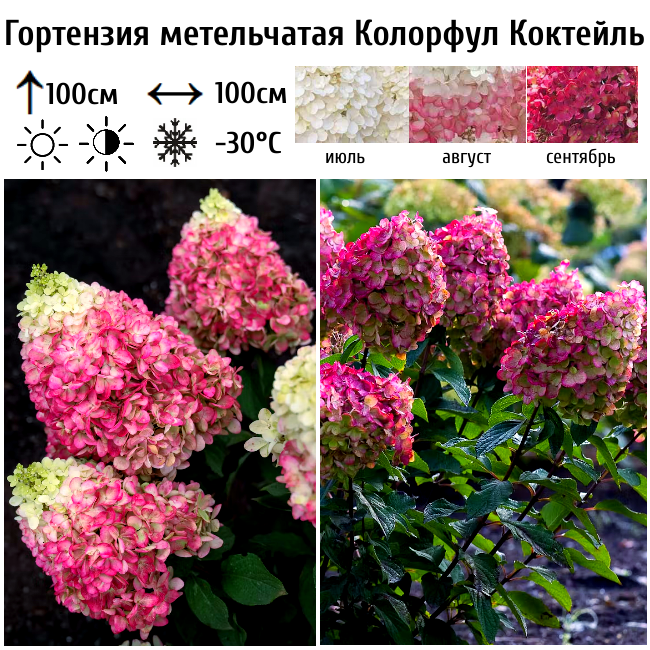 Гортензия метельчатая Колорфул Коктейль