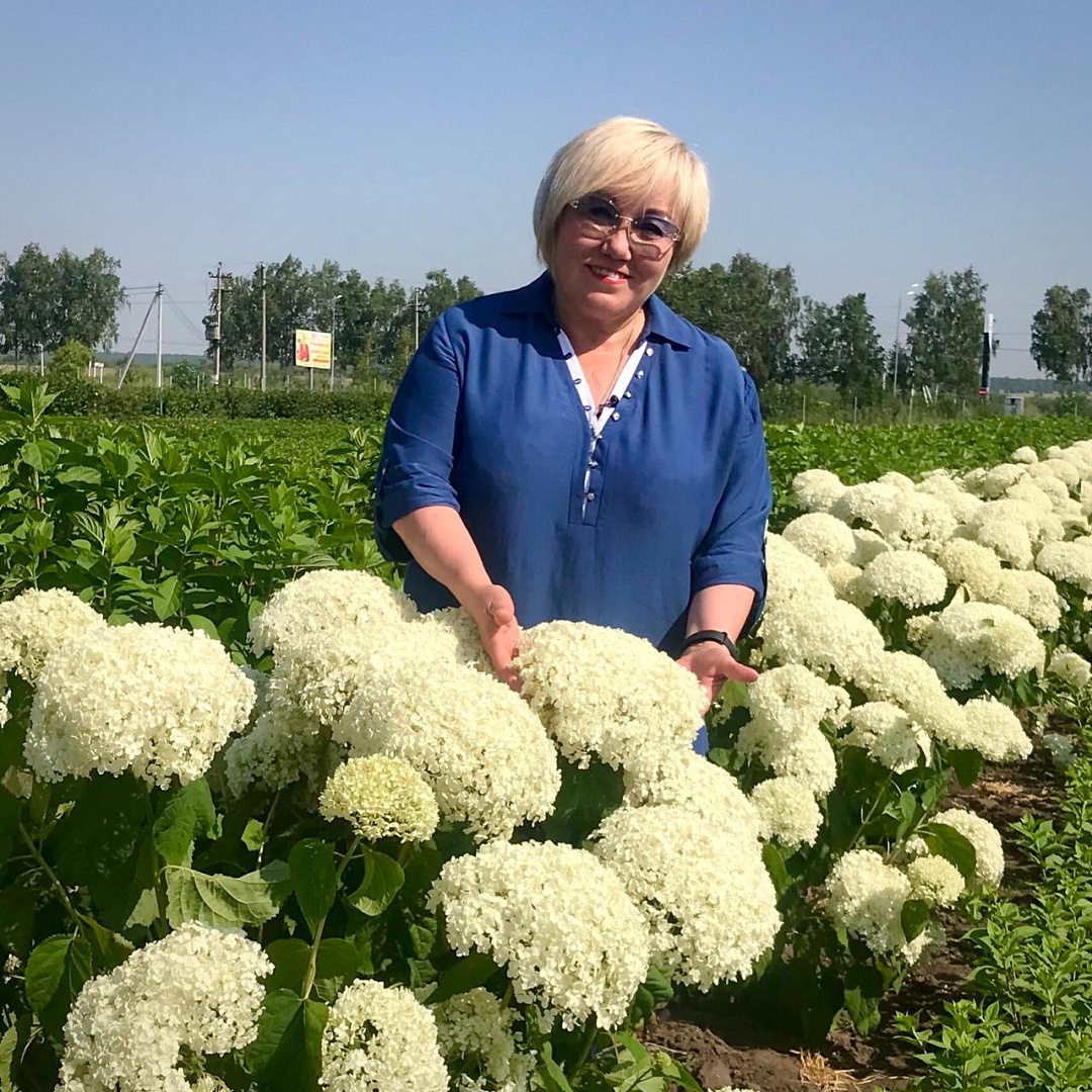 Гортензия «Баунти»: описание сорта Гортензия «Баунти»: описание сорта