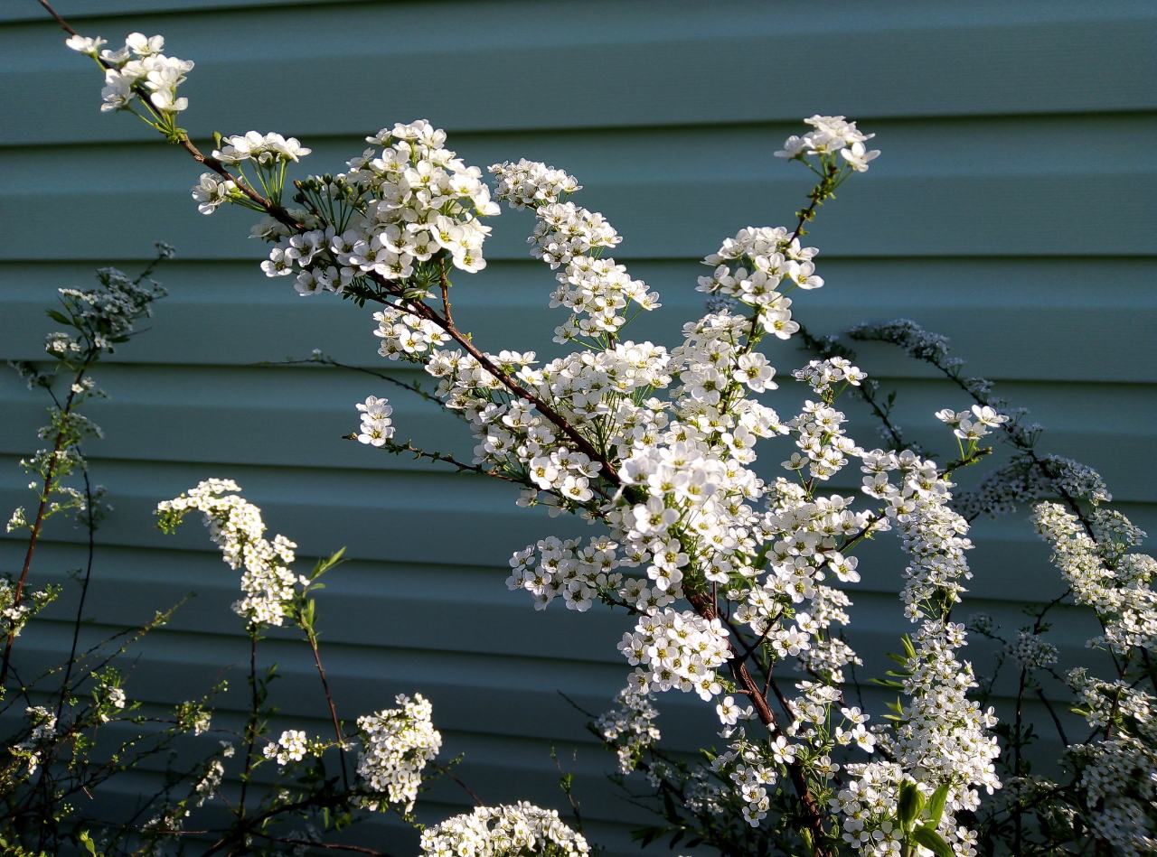 Спирея серая Грефшайм Спирея серая Грефшайм