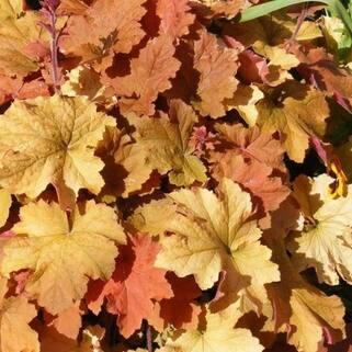 Основное изображение товара