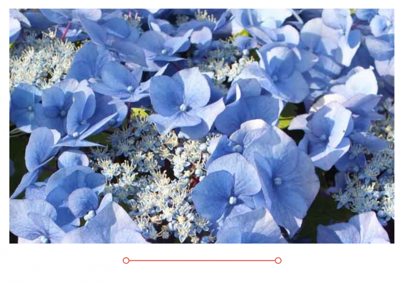 Новинки гортензий 2021г.