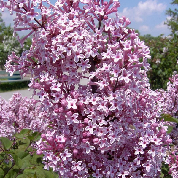 Основное изображение товара