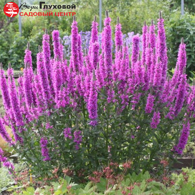 Основное изображение товара