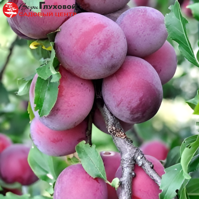 Алыча Кубанская комета