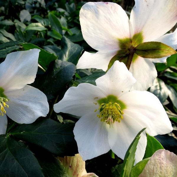 Основное изображение товара